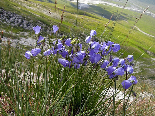 Campanula sheuchzeri